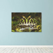 Ceratophrys carwelli canvas afdruk (Insitu (Houten vloer))