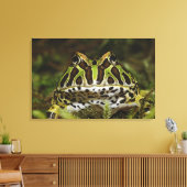 Ceratophrys carwelli canvas afdruk (Insitu (Woonkamer))