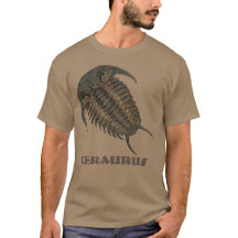 Ceraurus Fossil Trilobite