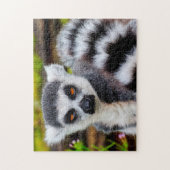 Cercle Tail Lemur, Puzzle (Vertical)