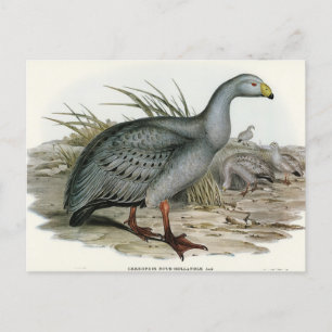 Cereopsis Goose door Elizabeth Gould Briefkaart