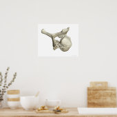 Cererical Vertebra Poster (Keuken)