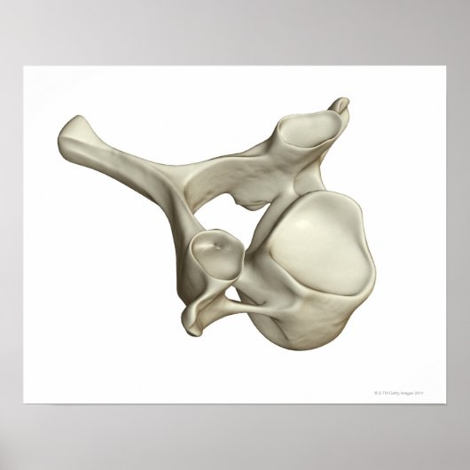 Cererical Vertebra Poster (Voorkant)