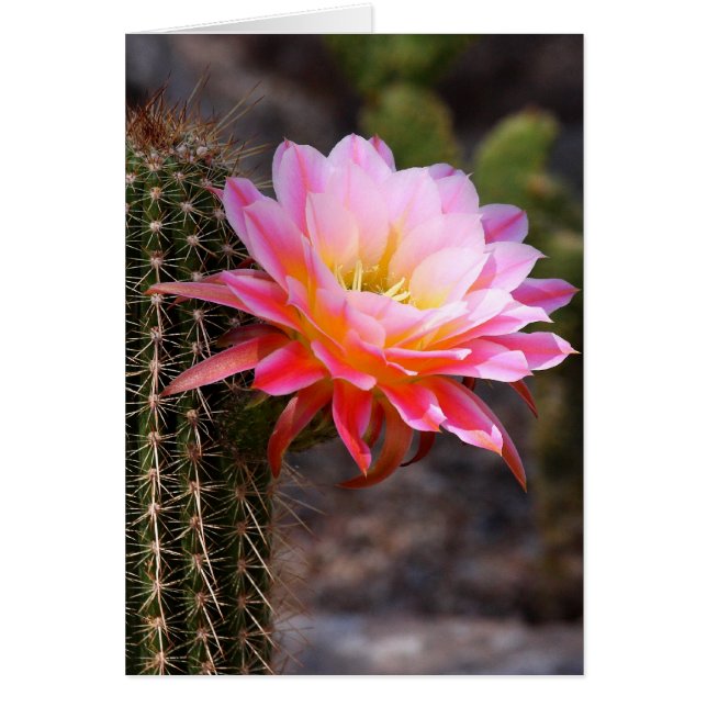Cereus en fleur de cactus rose (Devant)