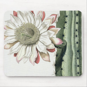 Cereus Erectus Altissimus Syrinamensis uit 'Phyth' Muismat