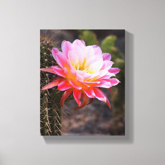 Cereus in roze cactus bloom canvas afdruk (Voorkant)