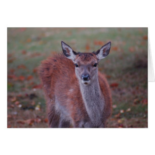 Cerf