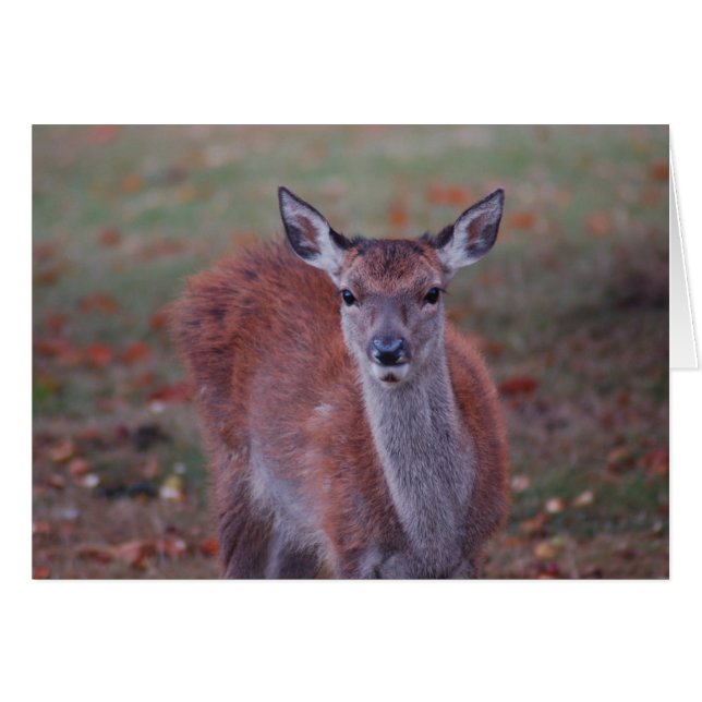 Cerf (Devant Horizontal)