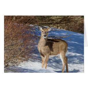 Cerf À La Neige Et À La Brosse