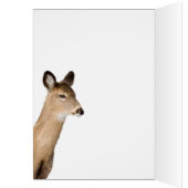 Cerf à queue blanche (gros plan) (Intérieur (Gauche))