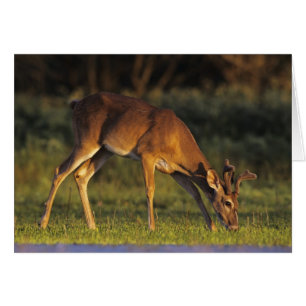 Cerf à queue blanche, Odocoileus virginianus