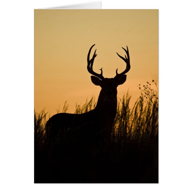 cerf à queue blanche (Odocoileus virginianus) (Devant)