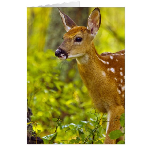 Cerf blanc fauché à Whitefish, Montana, USA (Devant)