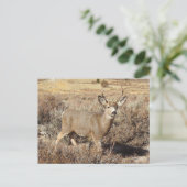 Cerf, buck, faune, carte postale (Debout devant)