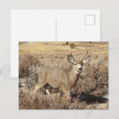 Cerf, buck, faune, carte postale (Devant / Derrière)