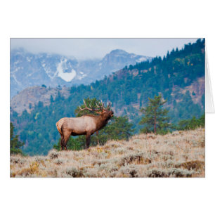 Cerf (Cervus Elephus) mâle bramant