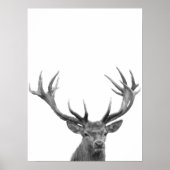 Cerf Daim Noir Blanc Photo Affiche (Devant)