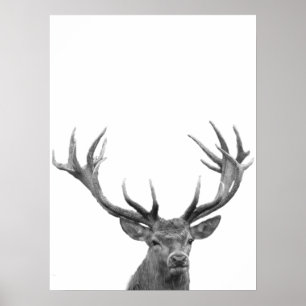 Cerf Daim Noir Blanc Photo Affiche