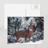 Cerf dans la carte postale de neige (Devant / Derrière)
