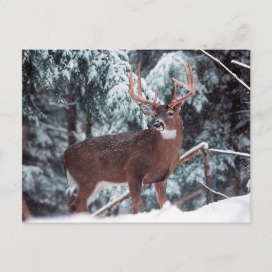 Cerf dans la carte postale de neige (Devant)