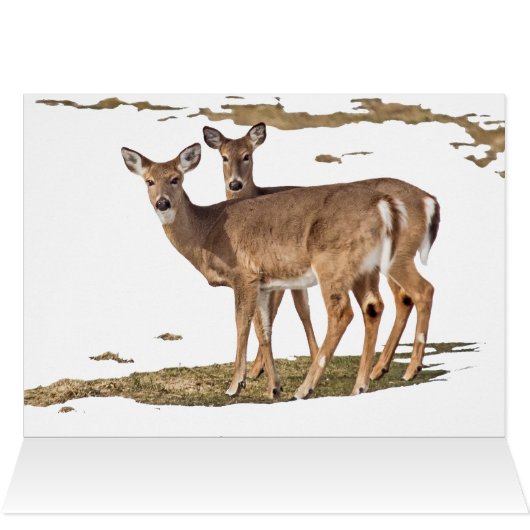 Cerf dans la neige (Intérieur Horizontal (Haut))