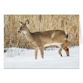 Cerf dans la neige (Devant horizontal)