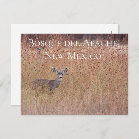 Cerf dans le pré, carte postale Bosque del Apache (Devant / Derrière)