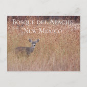 Cerf dans le pré, carte postale Bosque del Apache (Devant)