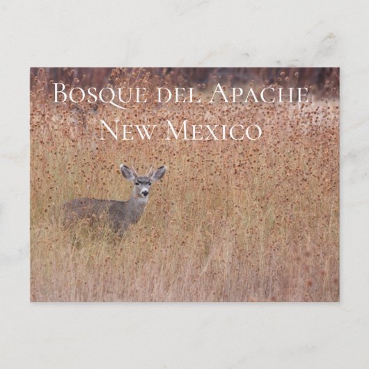 Cerf dans le pré, carte postale Bosque del Apache (Devant)