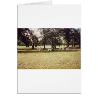 Cerf dans Richmond Park