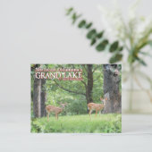 Cerf de carte postale de Grand Lake Oklahoma (Debout devant)