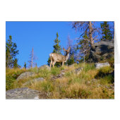 Cerf de montagne (Devant horizontal)