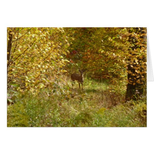 Cerf de Pennsylvanie en automne (Devant horizontal)
