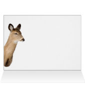 Cerf De Virginie Qui Vous Regarde (Intérieur Horizontal (Haut))