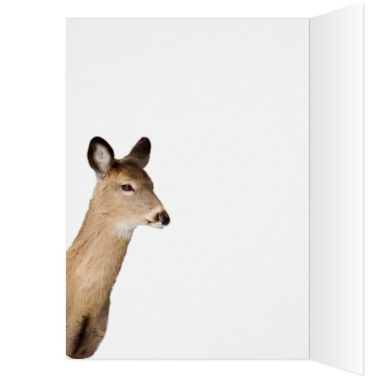 Cerf De Virginie Qui Vous Regarde (Gros Plan) (Intérieur (Gauche))