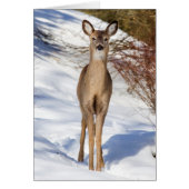 Cerf De Virginie Qui Vous Regarde (Gros Plan) (Devant)