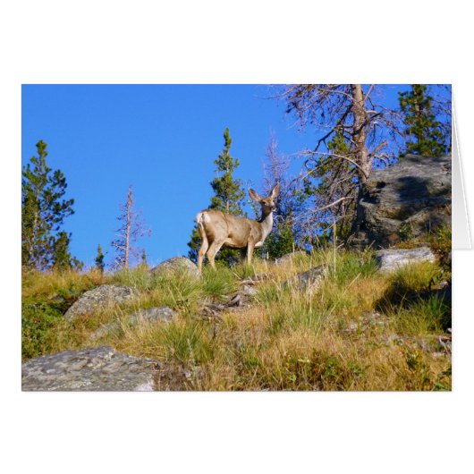 Cerf des Montagnes Rocheuses (Devant horizontal)
