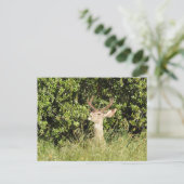 Cerf, dollar, faune, carte postale (Debout devant)
