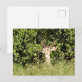 Cerf, dollar, faune, carte postale (Devant / Derrière)
