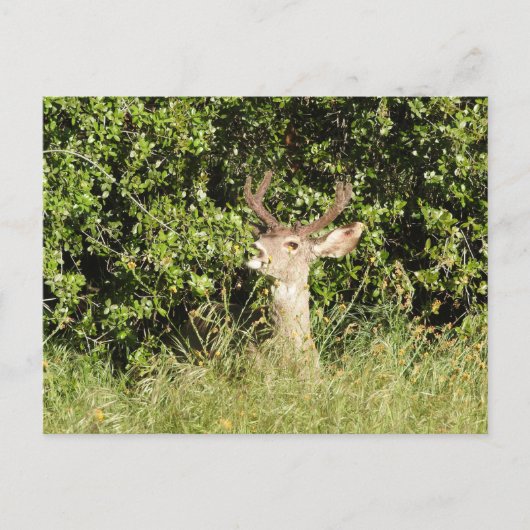 Cerf, dollar, faune, carte postale (Devant)