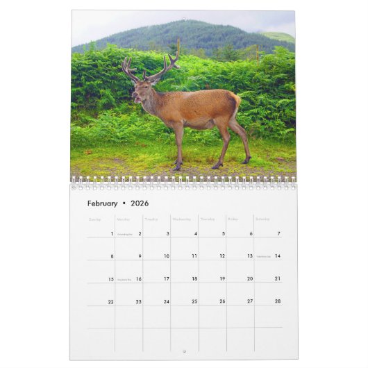 Cerf en Écosse - Calendrier (Feb 2026)