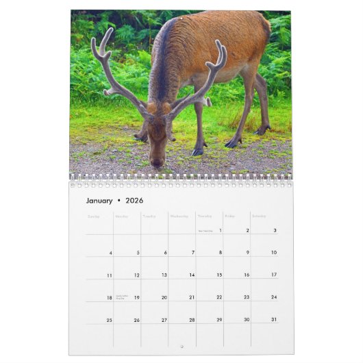 Cerf en Écosse - Calendrier (Jan 2026)