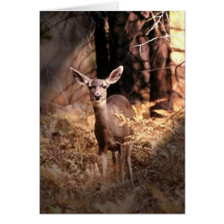 Cerf en forêt