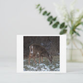 Cerf en hiver Carte postale (Debout devant)