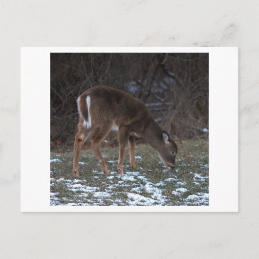 Cerf en hiver Carte postale (Devant)