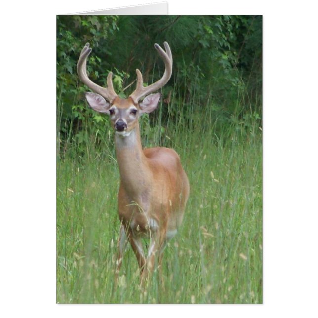 Cerf en Velvet (Devant)