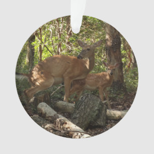 Cerf et Biche au Parc National de Shenandoah