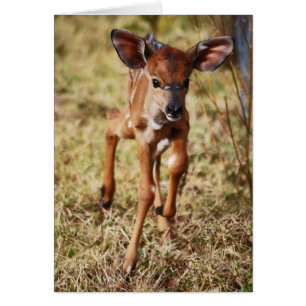 Cerf Nyala, bébé de 3 jours