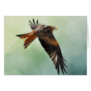 Cerf-volant rouge en vol