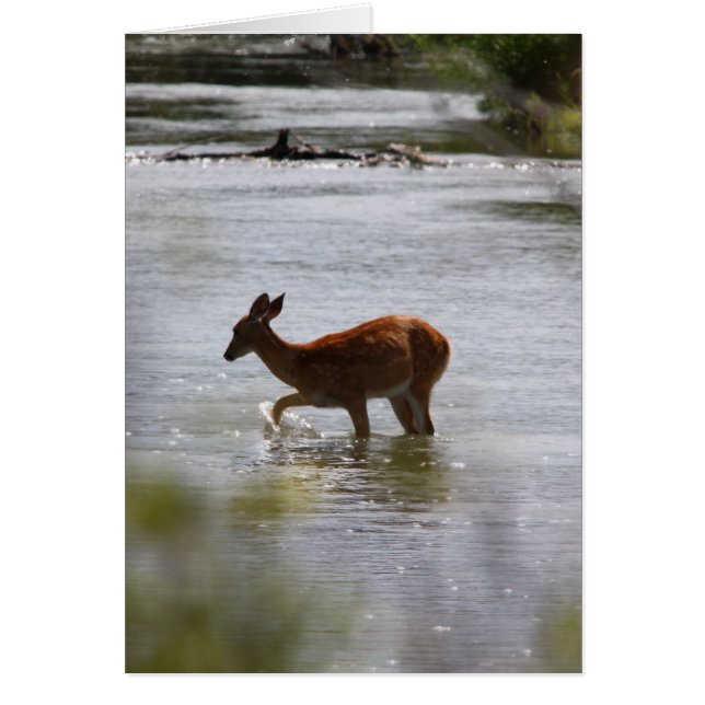 Cerfs communs (Devant)